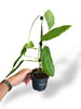 Monstera Amazonas