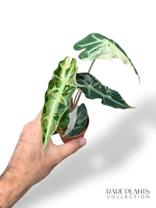 Alocasia Polly Variegata