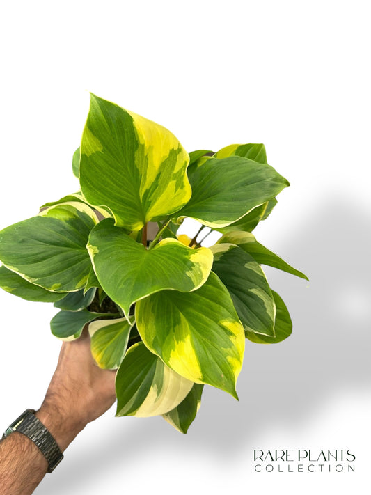 Homalomena Sunshine