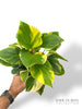 Homalomena Sunshine
