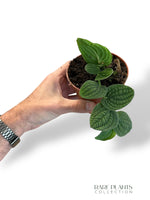 Rhaphidophora Tenuis Silver rpc rare plants collection terrarium marcelarium