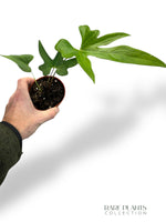 Anthurium Podophyllum