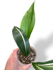 Aspidistra Elatior Variegata