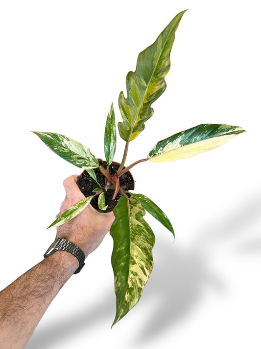 Philodendron Caramel Marble Variegata