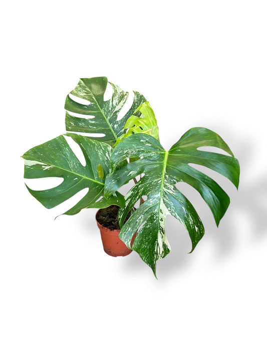 monstera variegata rare plants collection marcelarium
