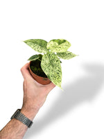 Alocasia Dragon Scale Mint rare plants collection marcelarium