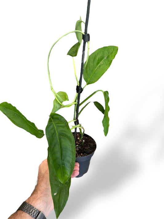 Monstera Amazonas
