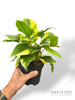 Homalomena Sunshine