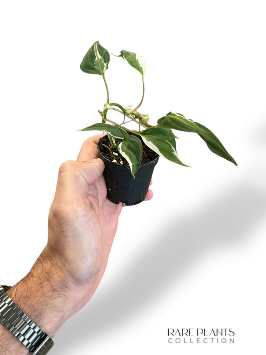 Philodendron Micans Halo