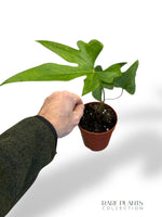 Anthurium Podophyllum