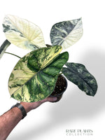 Alocasia Dragon Scale Albo Variegata rpc rare plants collection marcelarium
