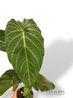 Piper Albert Smithii (XL)