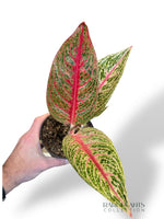 Aglaonema Romance Red