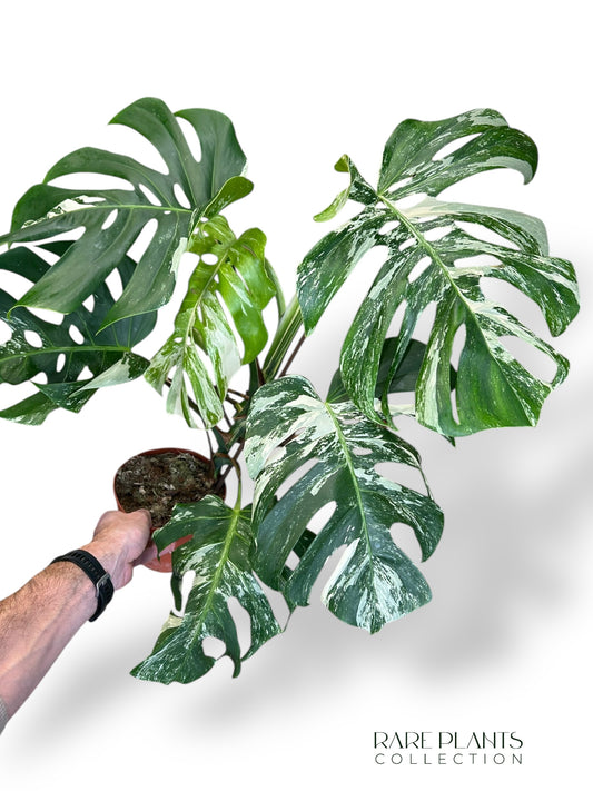 Monstera Variegata