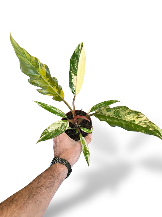 Philodendron Caramel Marble Variegata