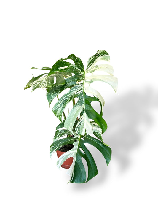 monstera variegata rare plants collection marcelarium