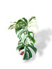 monstera variegata rare plants collection marcelarium