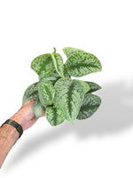 Scindapsus Exotica rare plants collection marcelarium