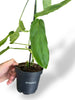 Monstera Amazonas