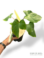 Homalomena Rubescens Albo