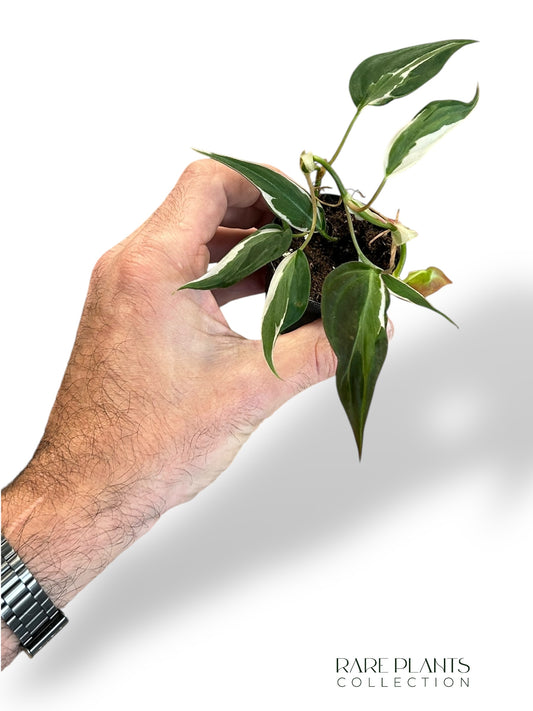 Philodendron Micans Halo