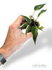 Philodendron Micans Halo