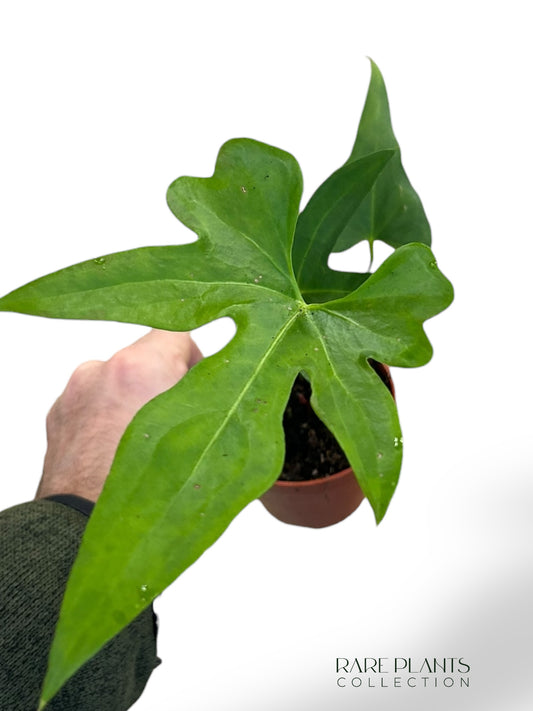 Anthurium Podophyllum