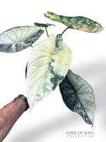 Alocasia Dragon Scale Albo Variegata rpc rare plants collection marcelarium