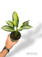 Aglaonema Suvarnabhumi Variegata