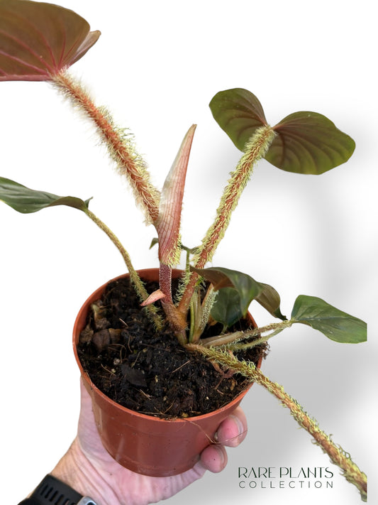 Philodendron Serpens