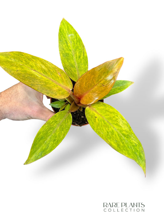 Philodendron Orange Marmelade