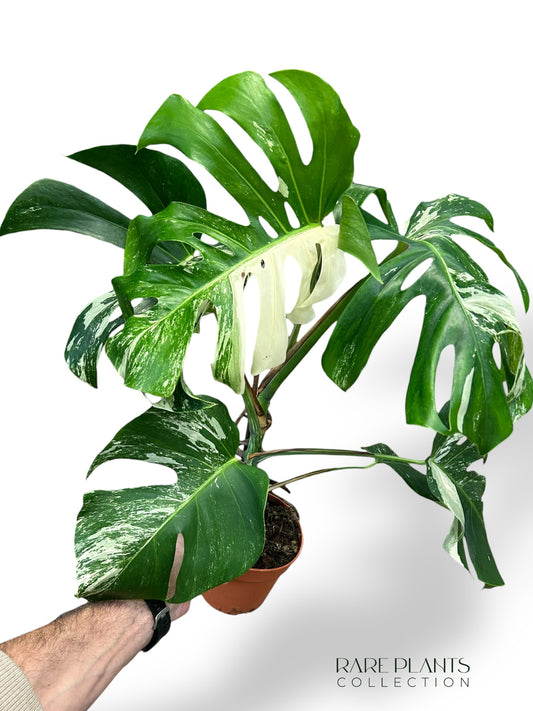 Monstera Variegata