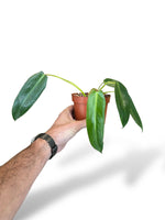 Philodendron Spiritus Sancti