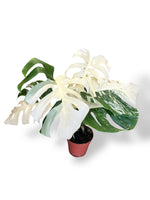 monstera variegata premium rare plants collection marcelarium