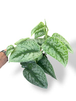 Scindapsus Exotica rare plants collection marcelarium