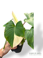 Homalomena Rubescens Albo