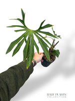 Anthurium Pedatoradiatum