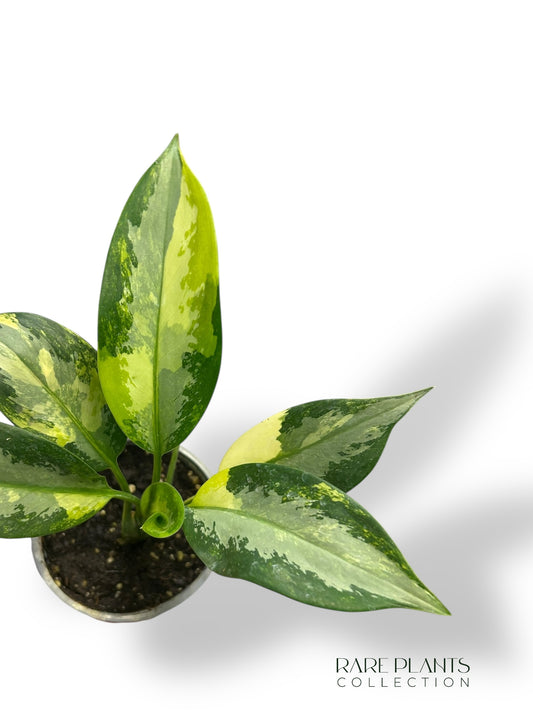 Aglaonema Suvarnabhumi Variegata