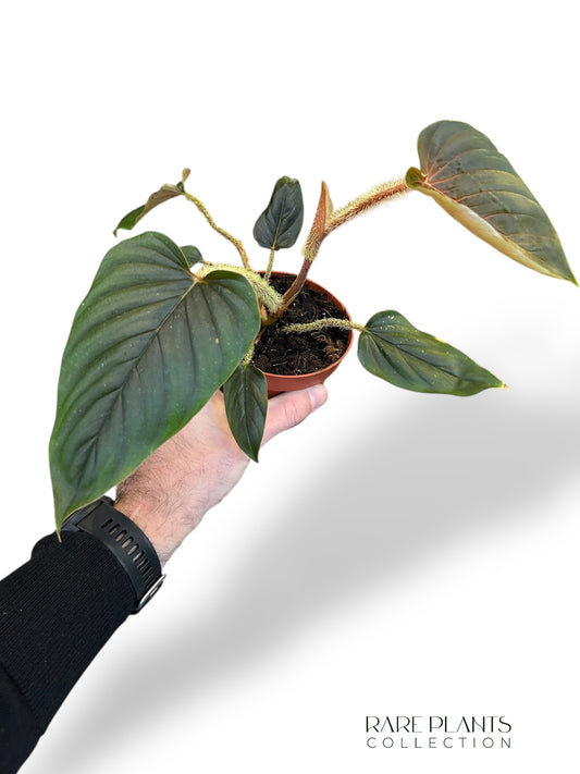 Philodendron Serpens