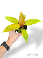 Philodendron Orange Marmelade