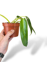 Philodendron Spiritus Sancti