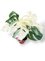 monstera variegata premium rare plants collection marcelarium