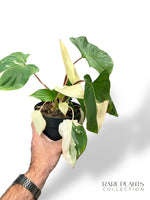 Homalomena Rubescens Albo