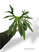 Anthurium Pedatoradiatum