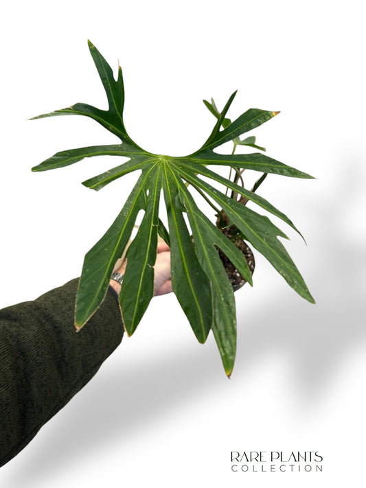 Anthurium Pedatoradiatum