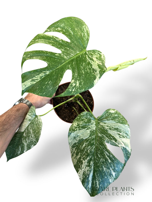 Monstera White Monster
