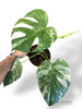 Monstera White Monster