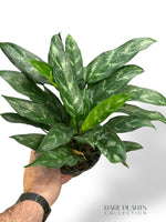 Aglaonema