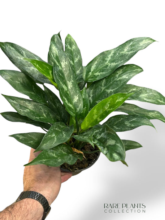 Aglaonema