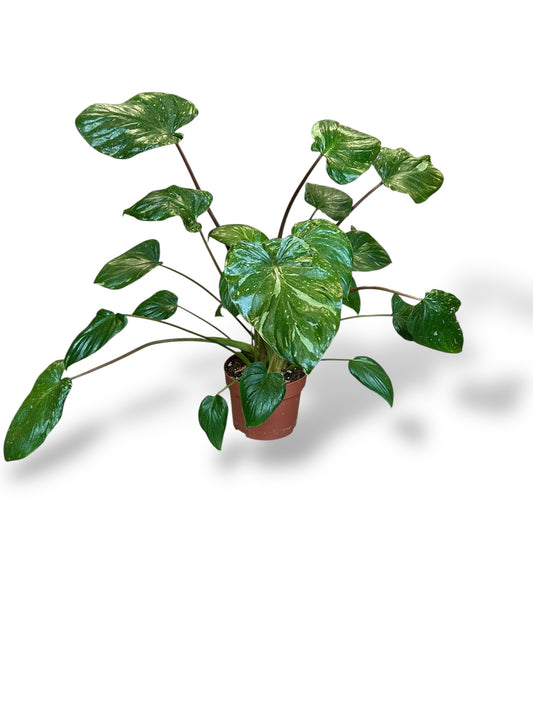 Homalomena Stardust Variegata